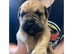 Cane Corso Puppy for sale in Chrisman, IL, USA
