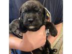 Cane Corso Puppy for sale in Chrisman, IL, USA