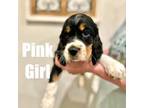 English Springer Spaniel Puppy for sale in Phoenix, AZ, USA