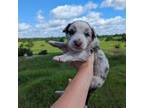 Border Collie Puppy for sale in Gouverneur, NY, USA