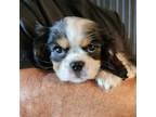 Cavalier King Charles Spaniel Puppy for sale in Georgetown, TX, USA