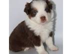 Miniature Australian Shepherd Puppy for sale in Brooker, FL, USA