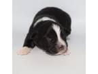 Miniature Australian Shepherd Puppy for sale in Brooker, FL, USA