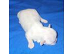 Maltese Puppy for sale in Bonifay, FL, USA