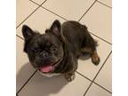 French Bulldog Puppy for sale in Little Ferry, NJ, USA