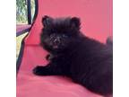 Pomeranian Puppy for sale in Lake Village, AR, USA