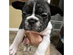 French Bulldog Puppy for sale in Raymore, MO, USA