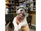 French Bulldog Puppy for sale in Raymore, MO, USA