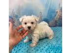 Maltese Puppy for sale in Stantonville, TN, USA