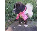 Boxer Puppy for sale in Homeworth, OH, USA