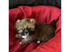 Shih Tzu Puppy for sale in Ten Mile, TN, USA