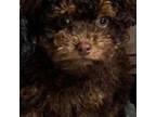 Poodle (Toy) Puppy for sale in Myrtle Beach, SC, USA