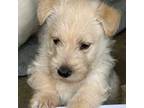Scottish Terrier Puppy for sale in Lancing, TN, USA