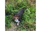 Dachshund Puppy for sale in Harpers Ferry, IA, USA