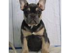 French Bulldog Puppy for sale in Fresno, OH, USA