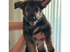 German Shepherd Dog Puppy for sale in Kissimmee, FL, USA