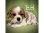 Cavalier King Charles Spaniel Puppy for sale in Smithville, MS, USA