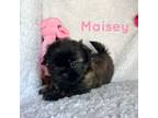 Shih Tzu Puppy for sale in Pikeville, NC, USA