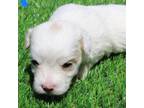 Mutt Puppy for sale in Ontario, OR, USA