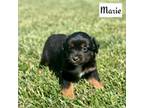 Miniature Australian Shepherd Puppy for sale in Lincoln, CA, USA