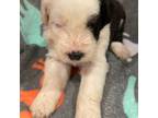 Old English Sheepdog Puppy for sale in Wake Forest, NC, USA