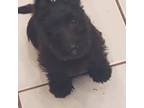 Scottish Terrier Puppy for sale in Purcell, OK, USA