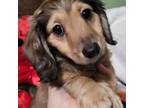 Dachshund Puppy for sale in Little Rock, AR, USA