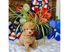 Poodle (Toy) Puppy for sale in Section, AL, USA