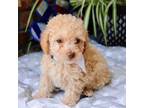 Poodle (Toy) Puppy for sale in Section, AL, USA