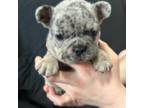 French Bulldog Puppy for sale in Westport, MA, USA