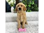 Golden Retriever Puppy for sale in Greenfield, IN, USA