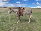 NEWT â 2018 GRADE Quarter Horse Gray Gelding! Go to www.Billingslivestoc