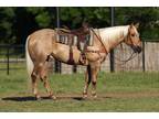 ONE SPOTTED MANITO â 2016 AQHA Palomino Gelding x Zans Roan Manito x Zan