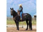 PEBBLES â 2014 GRADE Black Roan Percheron/Quarter Horses Cross Mare!