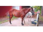 Mustang Gelding 22 Y.O. Freeze Marked