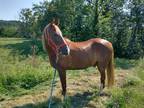 Tennessee Walker for sale