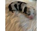 Pembroke Welsh Corgi Puppy for sale in Weaverville, NC, USA