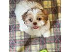 Shih Tzu Puppy for sale in Bovey, MN, USA