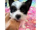 Yorkshire Terrier Puppy for sale in Arlington, WA, USA