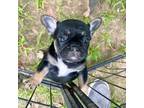 French Bulldog Puppy for sale in Fruitvale, TX, USA