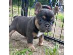 French Bulldog Puppy for sale in Fruitvale, TX, USA