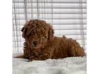 Poodle (Toy) Puppy for sale in Marysville, WA, USA
