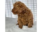 Poodle (Toy) Puppy for sale in Marysville, WA, USA