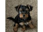 Yorkshire Terrier Puppy for sale in Rittman, OH, USA