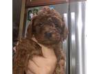 Poodle (Toy) Puppy for sale in Whittier, CA, USA