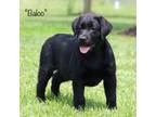 Labrador Retriever Puppy for sale in Red Bud, IL, USA