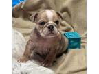 Bulldog Puppy for sale in Priddy, TX, USA