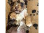 Yorkshire Terrier Puppy for sale in Fredericksburg, VA, USA
