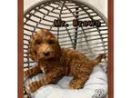 Goldendoodle 40lbs full grown
