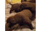 Labrador Retriever Puppy for sale in Lakeland, FL, USA